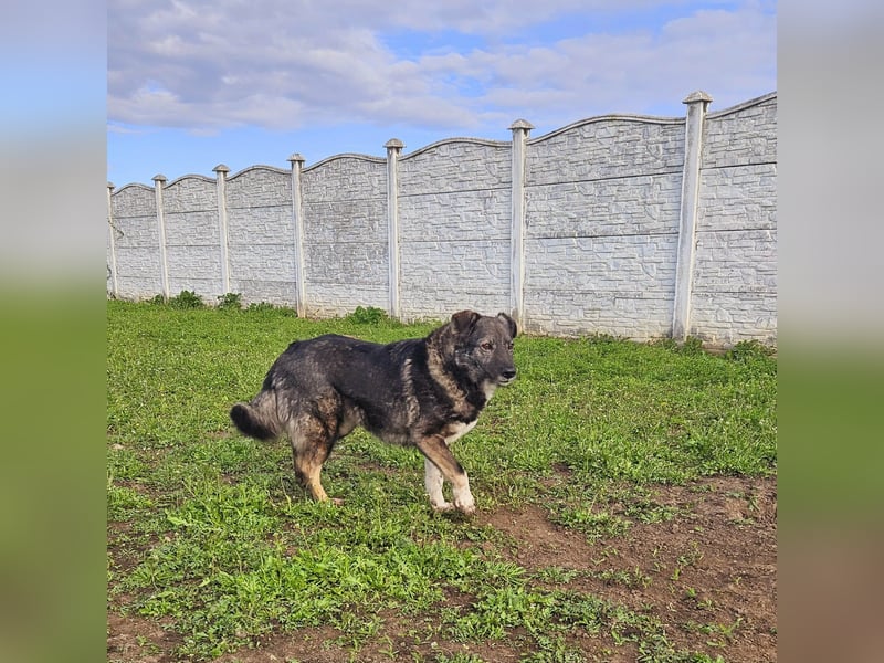 Seniorin Nancy, sanfte Hundeseele sucht liebevolles Zuhause