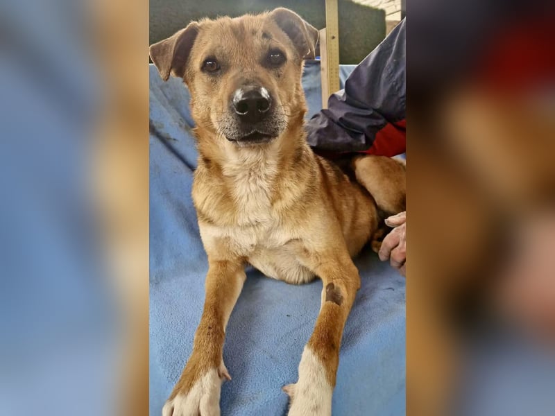 Super freundlicher Bolek