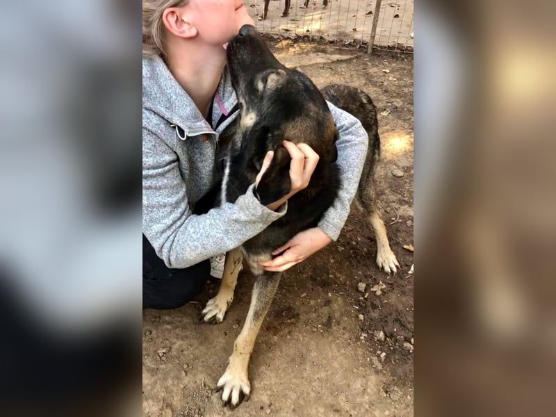 Koyal Kuschelkönig - verträglich und verschmust