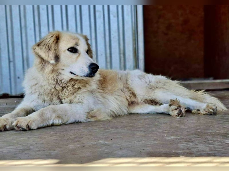 Henry – sensibler Rüde wartet auf seine Chance