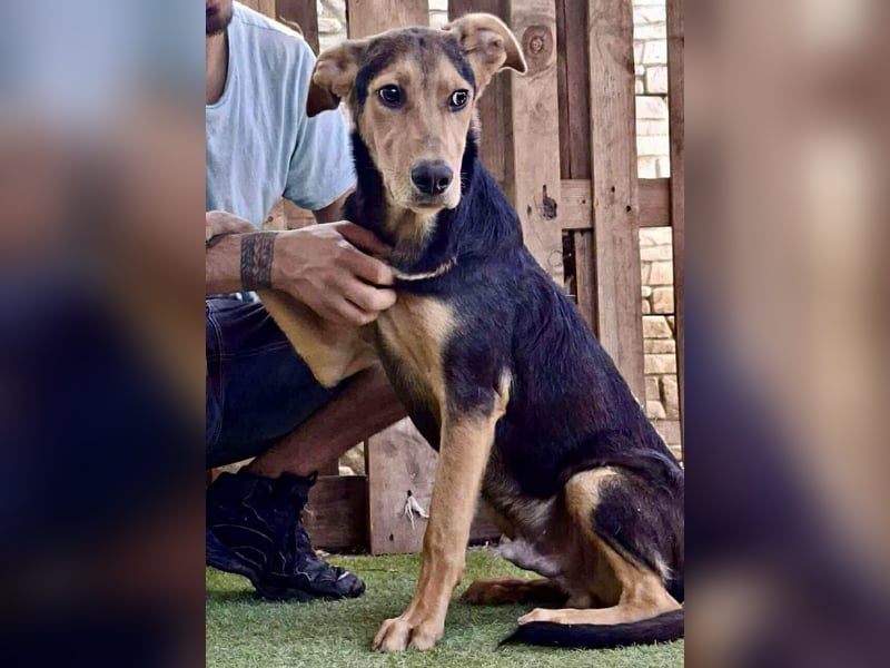Pumba – sensibler Junghund sucht sein Zuhause