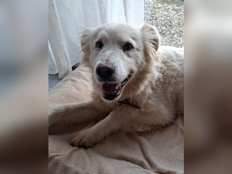 Seniorin Shelby sucht ruhiges Zuhause