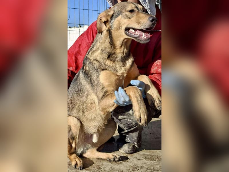 Verspielter, freundlicher Junghund Vito