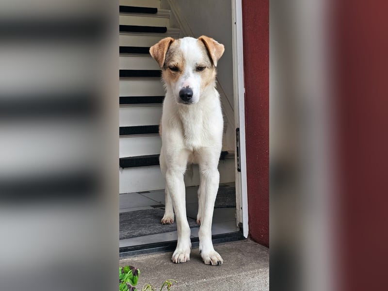 Schmusefreund IVO sucht sein Traumzuhause