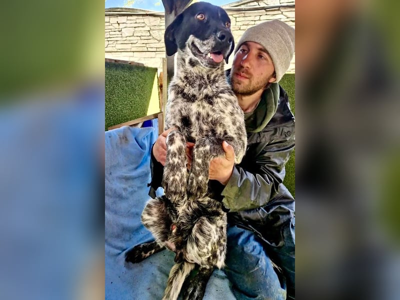 Pfötchengeber Marlo sucht seine Menschen