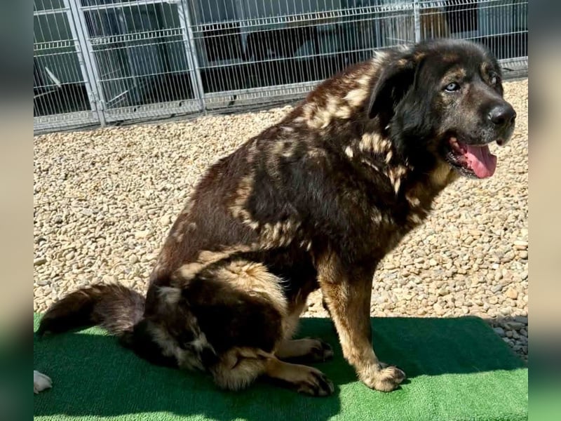 Sandy – sanfte Riesin mit großem Herzen sucht ihr Zuhause
