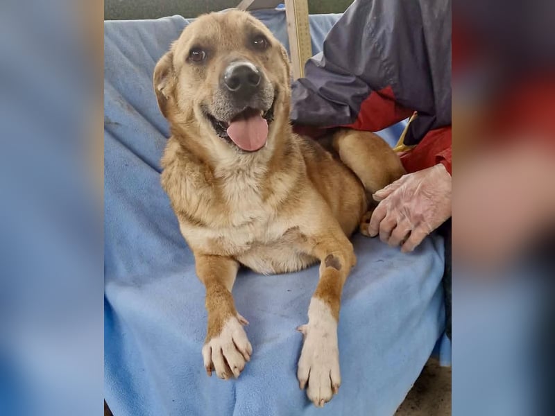 Super freundlicher Bolek