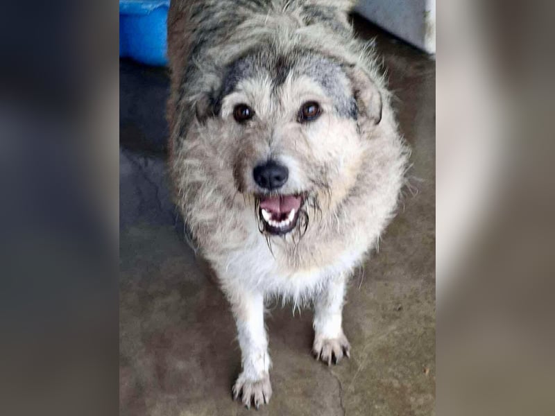 Mia - eine Seele von Hund auf der Suche nach Liebe