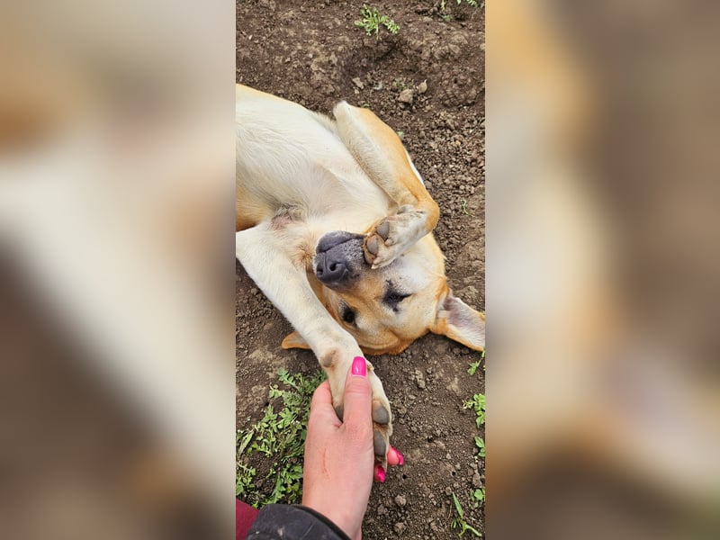 Alma – menschenbezogene Junghündin sucht Nähe