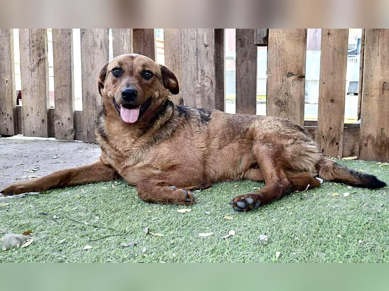 Rocket - dankbare Frohnatur