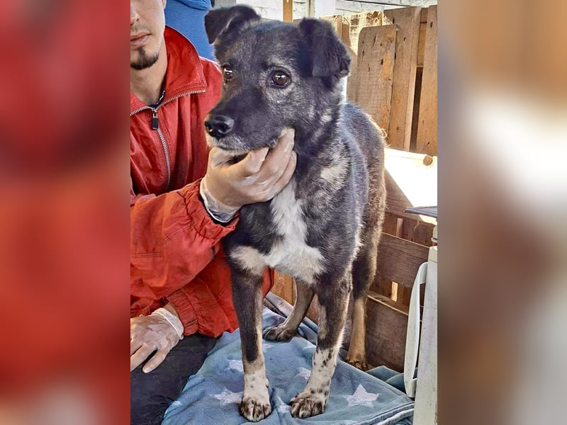 Seniorin Nancy, sanfte Hundeseele sucht liebevolles Zuhause