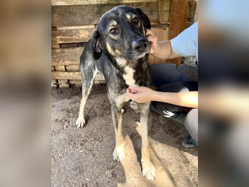 Koyal Kuschelkönig - verträglich und verschmust