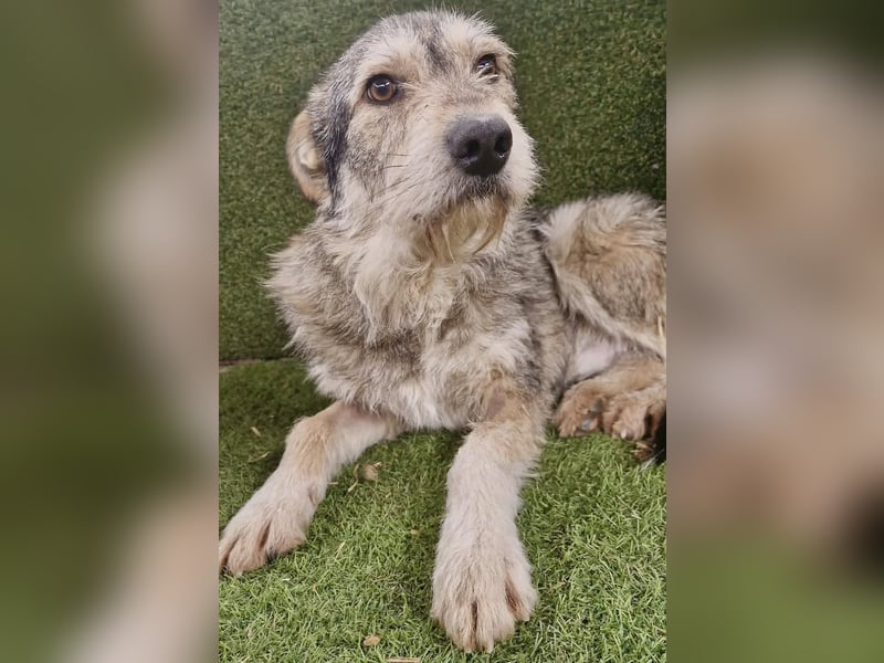 Liebevoller Benny sucht sein Glück