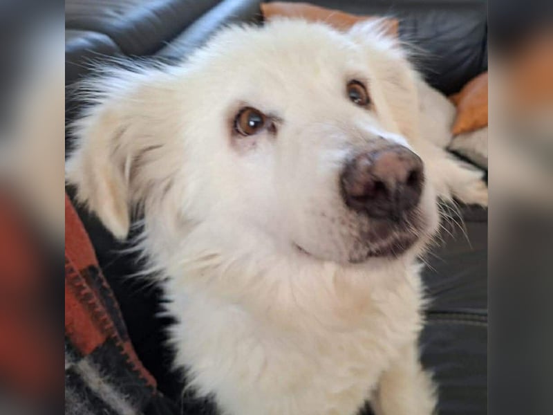 Seniorin Shelby sucht ruhiges Zuhause