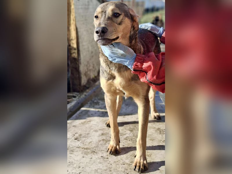 Verspielter, freundlicher Junghund Vito