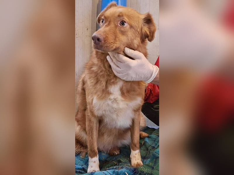 Lezia – eine Seele, die lernen möchte zu vertrauen