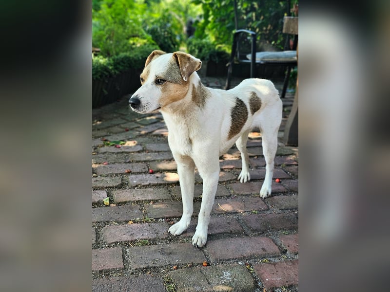 Schmusefreund IVO sucht sein Traumzuhause