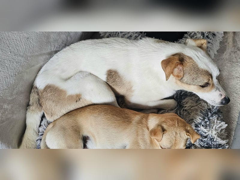 Schmusefreund IVO sucht sein Traumzuhause