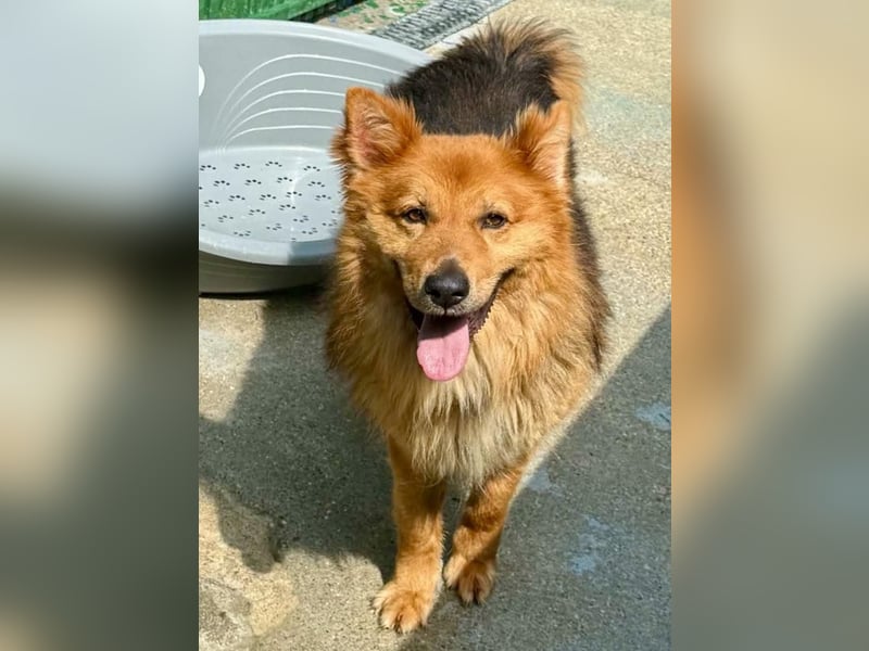 Buddy – menschenbezogener Sonnenschein