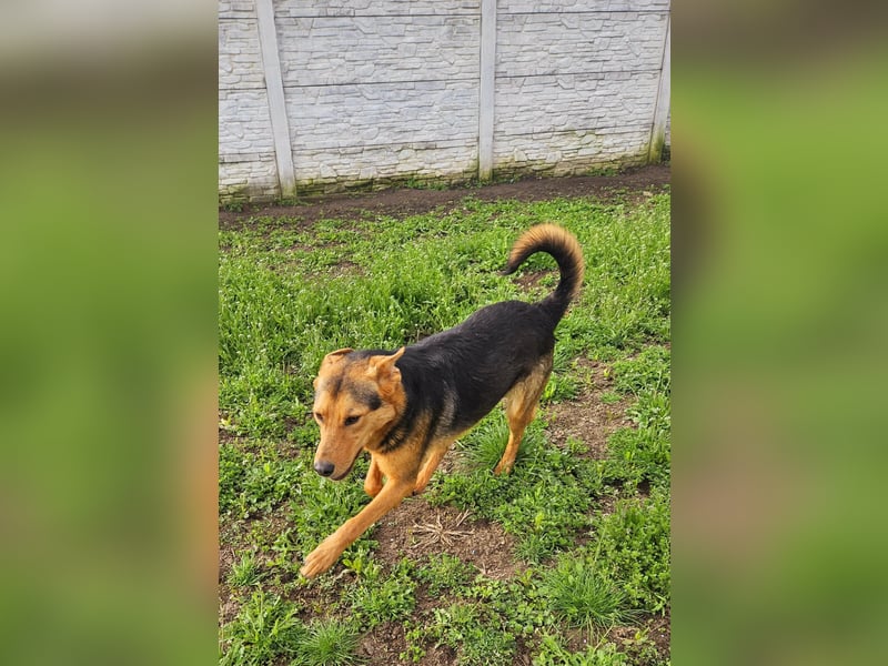 Pumba – sensibler Junghund sucht sein Zuhause