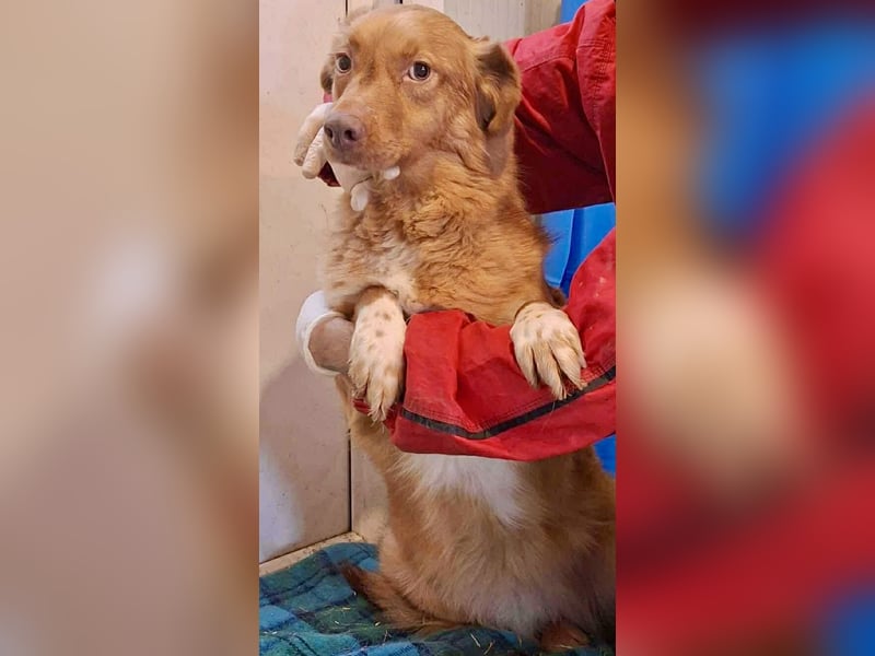 Lezia – eine Seele, die lernen möchte zu vertrauen