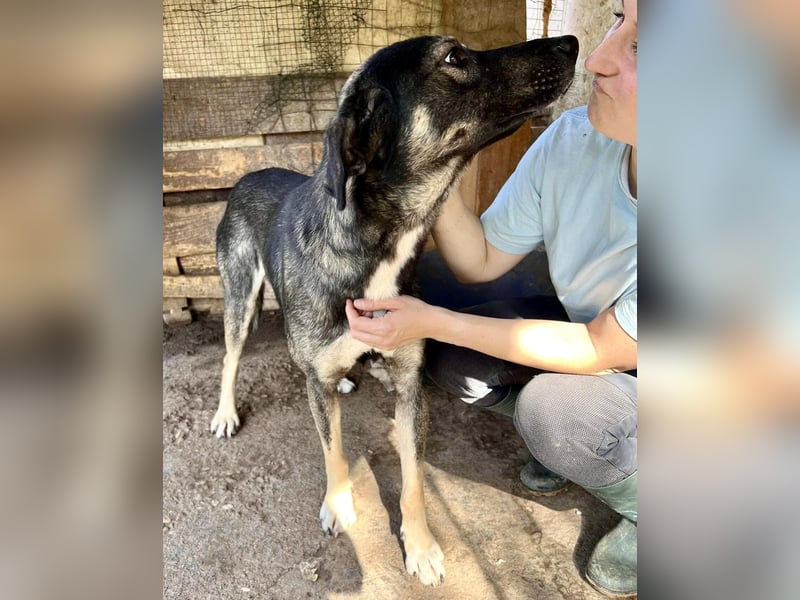 Koyal Kuschelkönig - verträglich und verschmust