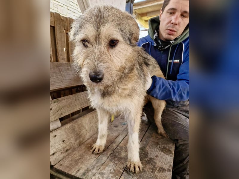 Mia - eine Seele von Hund auf der Suche nach Liebe