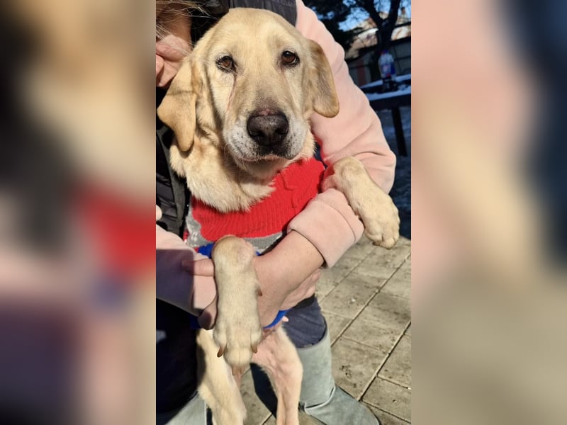 Hübsche Traumhündin Laika