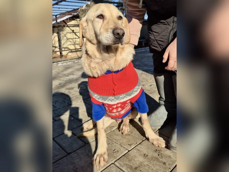 Hübsche Traumhündin Laika