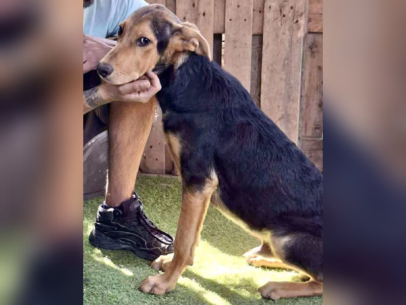 Pumba – sensibler Junghund sucht sein Zuhause