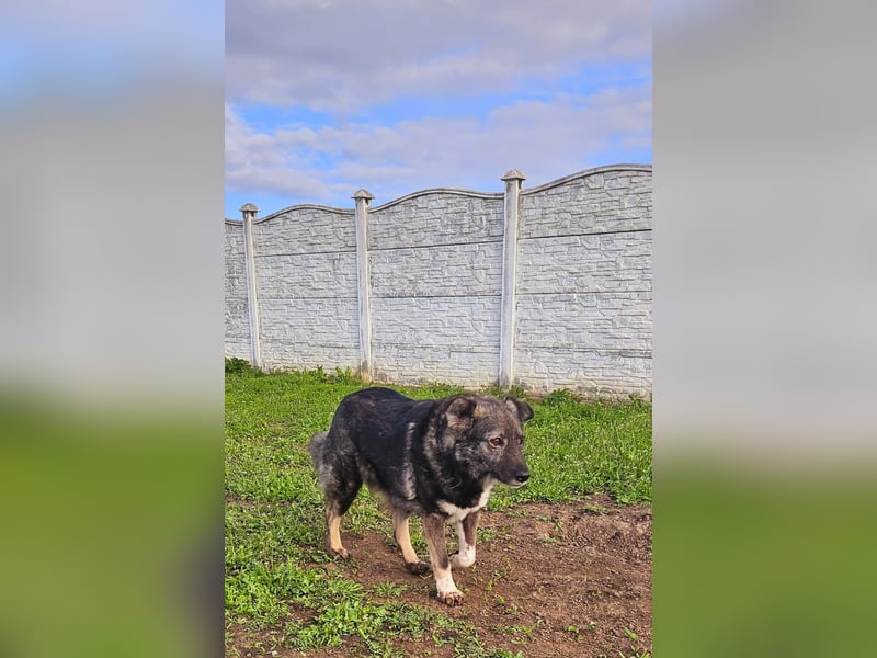 Seniorin Nancy, sanfte Hundeseele sucht liebevolles Zuhause