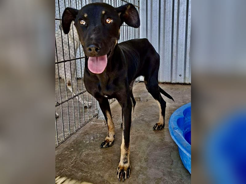 Tora – sanfte Hündin sucht ein ruhiges Zuhause