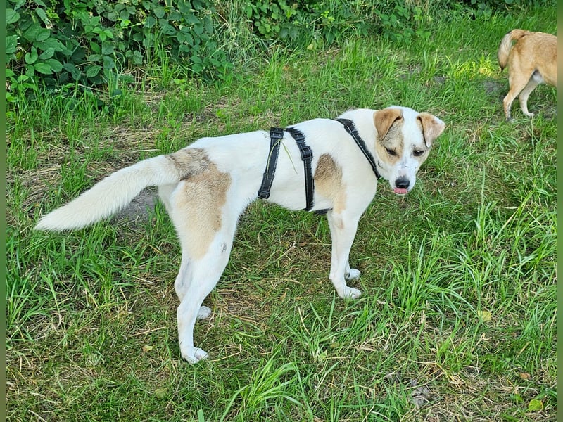 Schmusefreund IVO sucht sein Traumzuhause