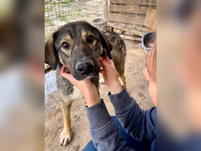 Koyal Kuschelkönig - verträglich und verschmust