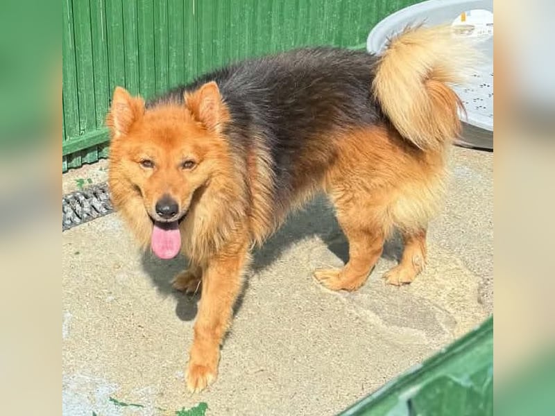 Buddy – menschenbezogener Sonnenschein