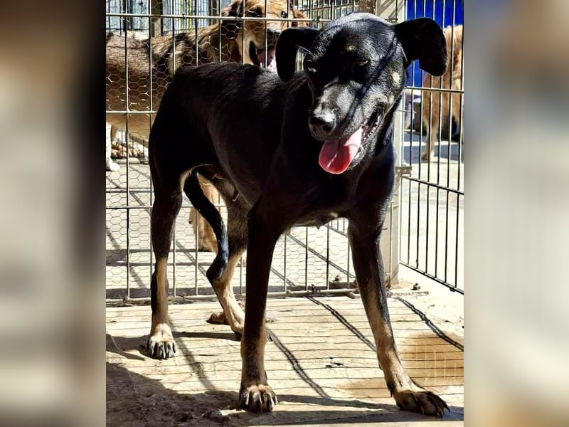 Tora – sanfte Hündin sucht ein ruhiges Zuhause