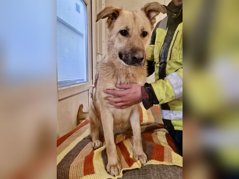 Sora, freundliche Junghündin