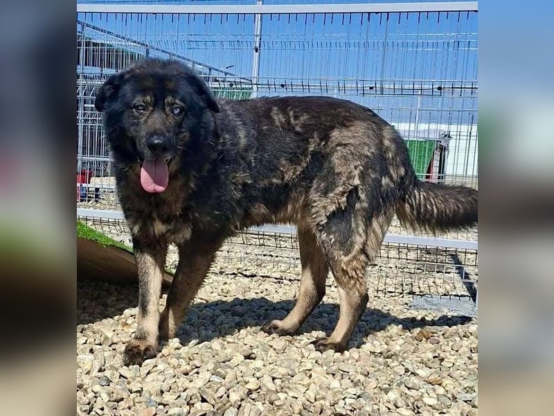 Sandy – sanfte Riesin mit großem Herzen sucht ihr Zuhause