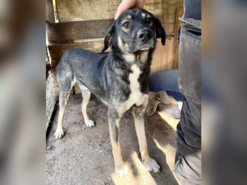 Koyal Kuschelkönig - verträglich und verschmust