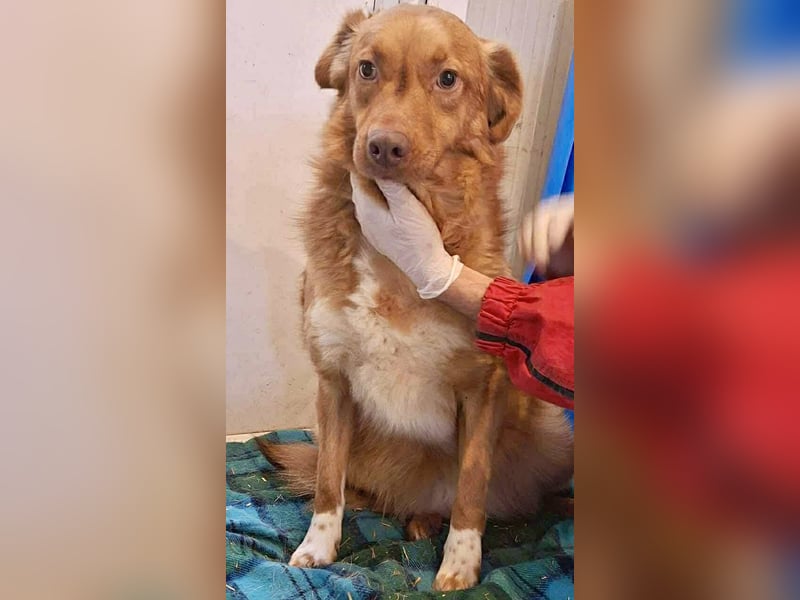 Lezia – eine Seele, die lernen möchte zu vertrauen