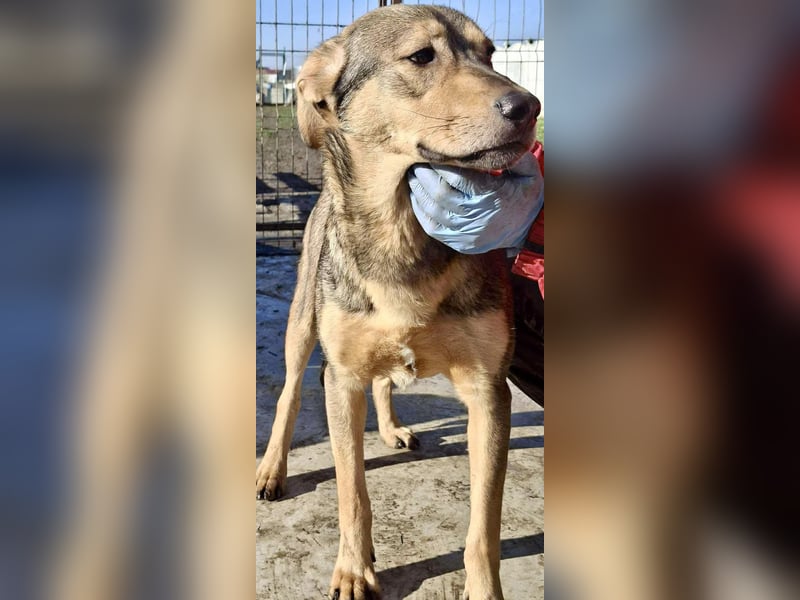 Verspielter, freundlicher Junghund Vito