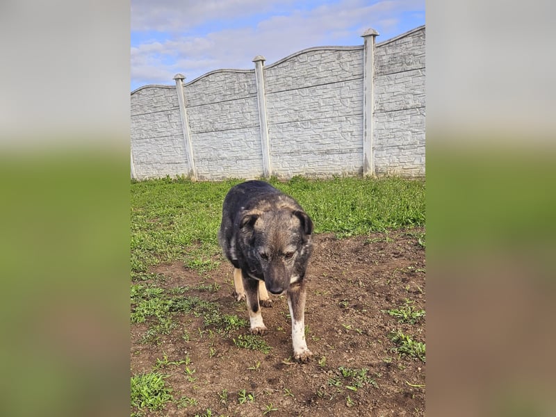 Seniorin Nancy, sanfte Hundeseele sucht liebevolles Zuhause