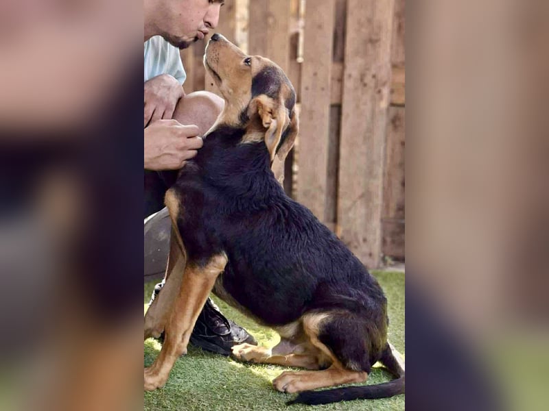 Pumba – sensibler Junghund sucht sein Zuhause