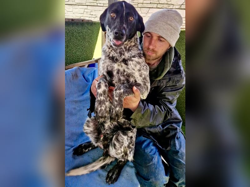 Pfötchengeber Marlo sucht seine Menschen