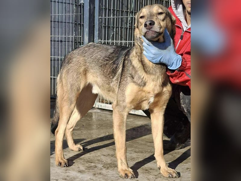 Verspielter, freundlicher Junghund Vito