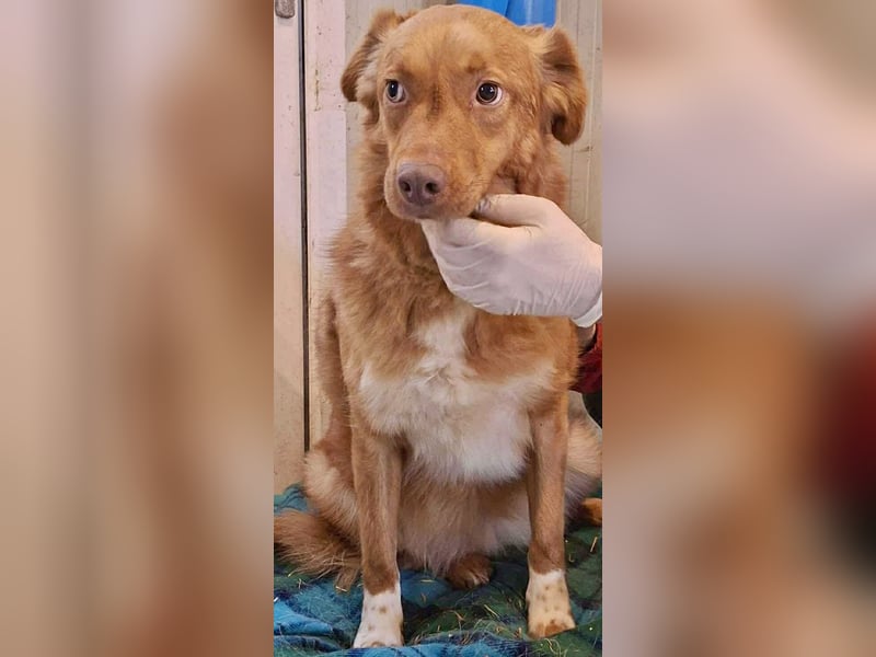 Lezia – eine Seele, die lernen möchte zu vertrauen