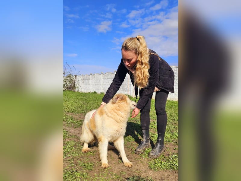 Henry – sensibler Rüde wartet auf seine Chance