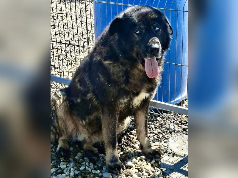 Sandy – sanfte Riesin mit großem Herzen sucht ihr Zuhause