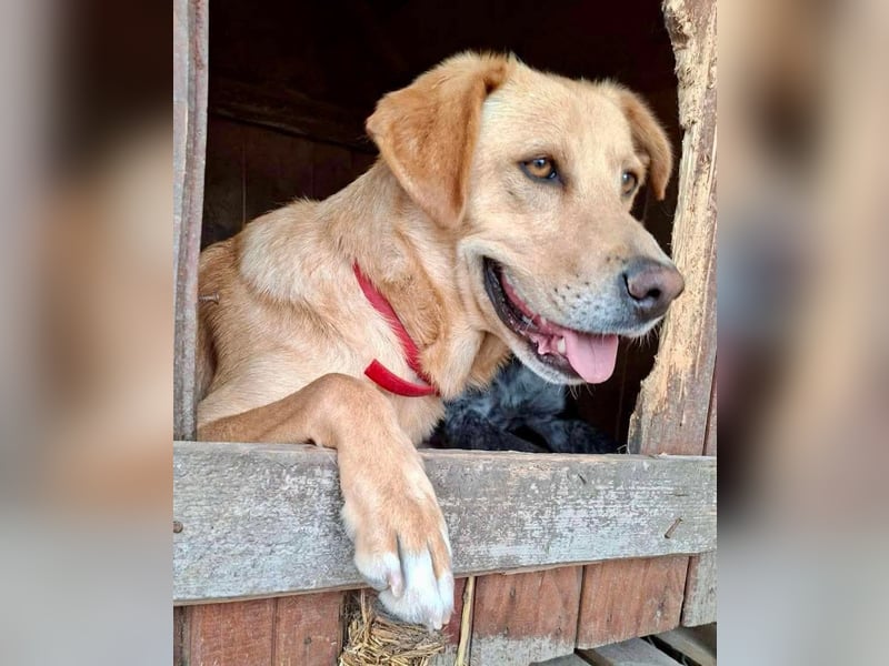 Blondy – lebensfroher Dreibeiner sucht sein Glück