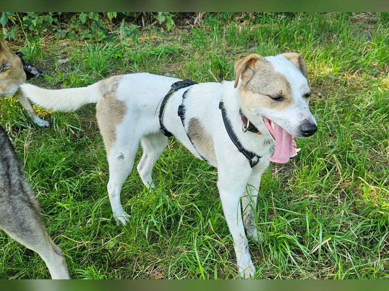 Schmusefreund IVO sucht sein Traumzuhause